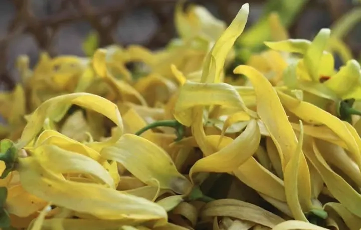 Placeholder image meaning the image has not been filled in Organic ylang-ylang: quality criteria for professionals