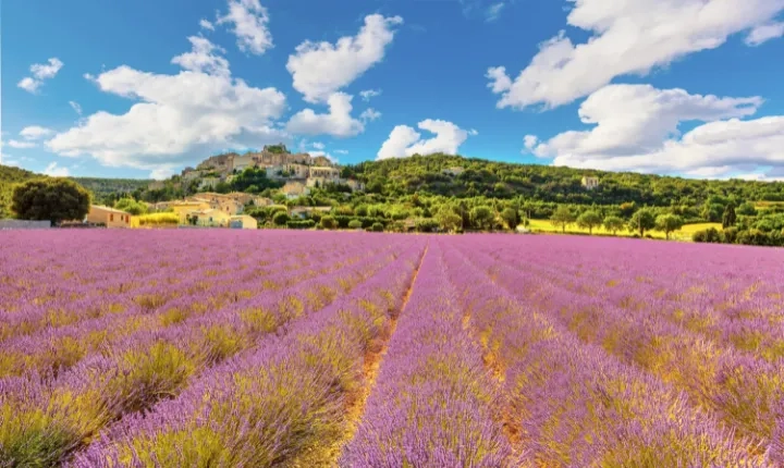 Placeholder image meaning the image has not been filled in The French essential oils heritage: a major asset for eco-responsible professionals