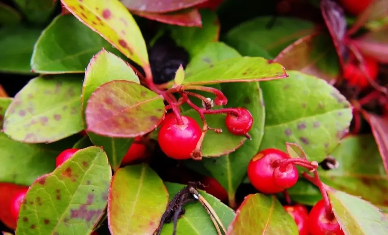 Placeholder image meaning the image has not been filled in Wintergreen: documented professional applications
