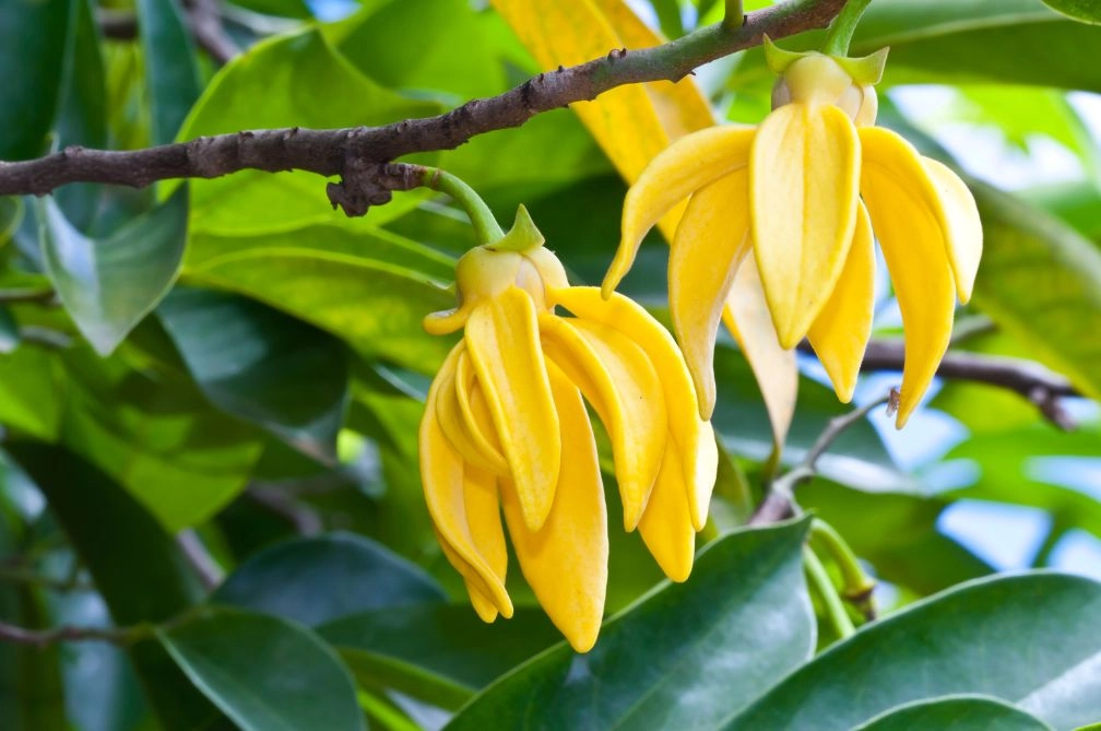 Huile essentielle de ylang ylang : utilisation, propriétés et bienfaits