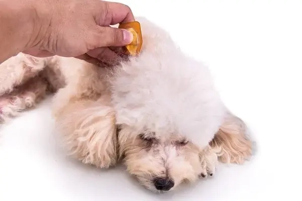 Placeholder image meaning the image has not been filled in Essential oils for dogs: therapeutic protocols