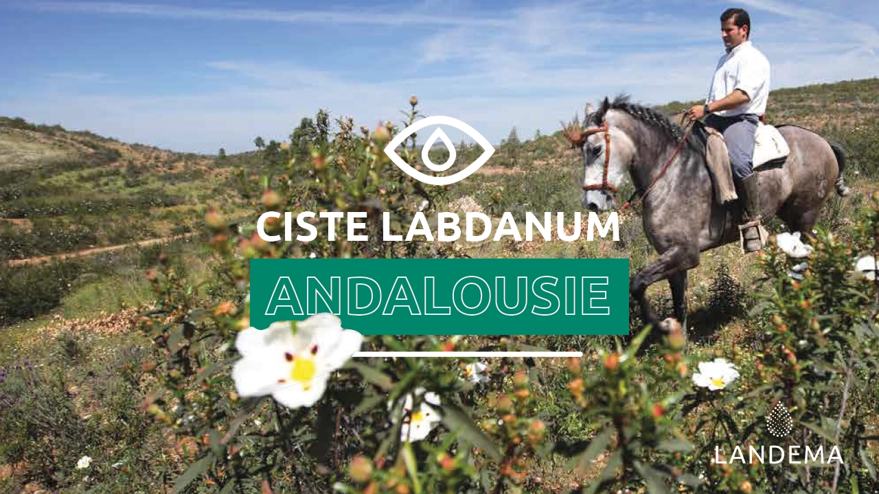 Image fictive signifiant que l'image n'a pas été renseignée Le Ciste Labdanum en Andalousie