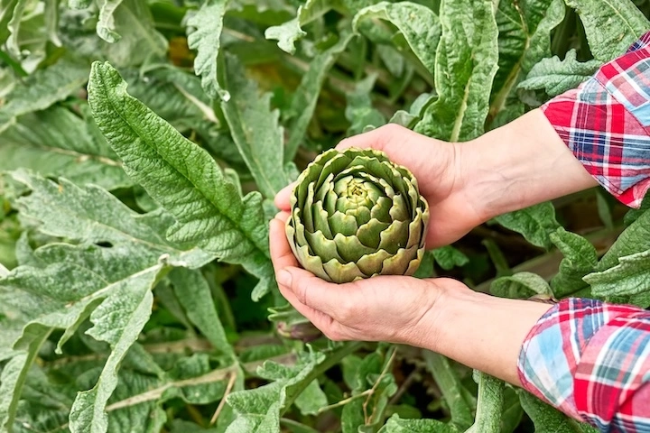 Image fictive signifiant que l'image n'a pas été renseignée Guide pratique des extraits végétaux pour une agriculture bio performante