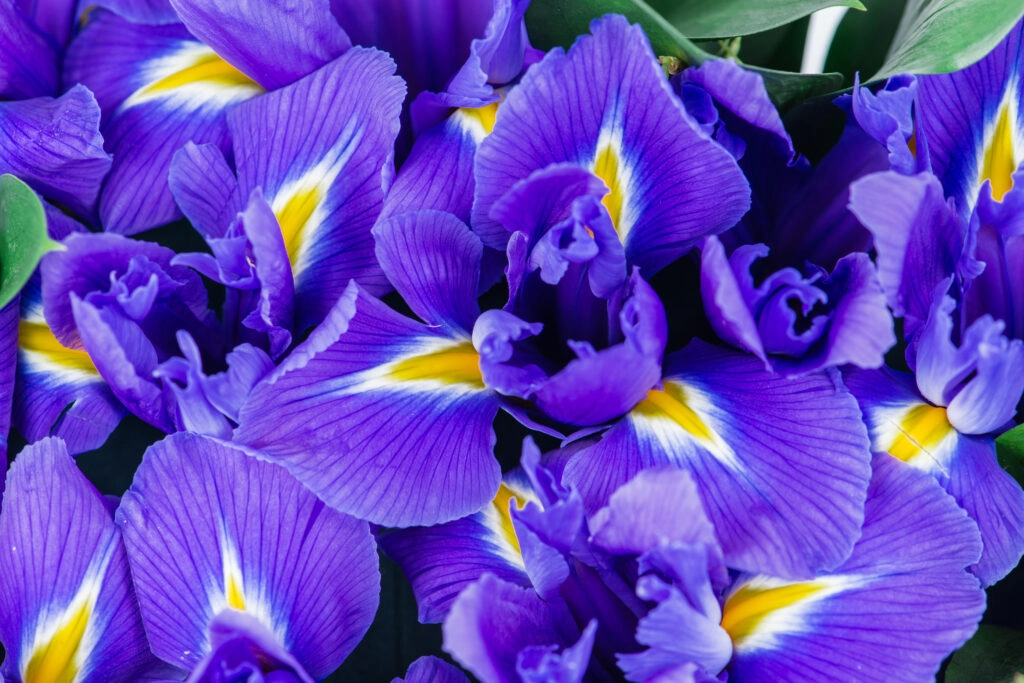 Image fictive signifiant que l'image n'a pas été renseignée L'Iris pallida, fascinant et intemporel !