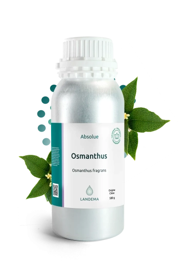Osmanthus