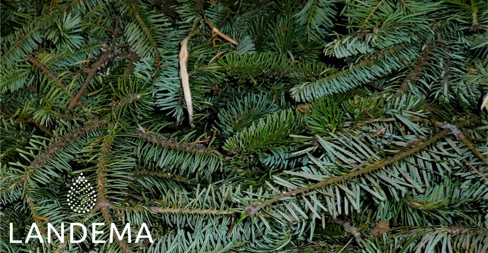 Sapin Baumier