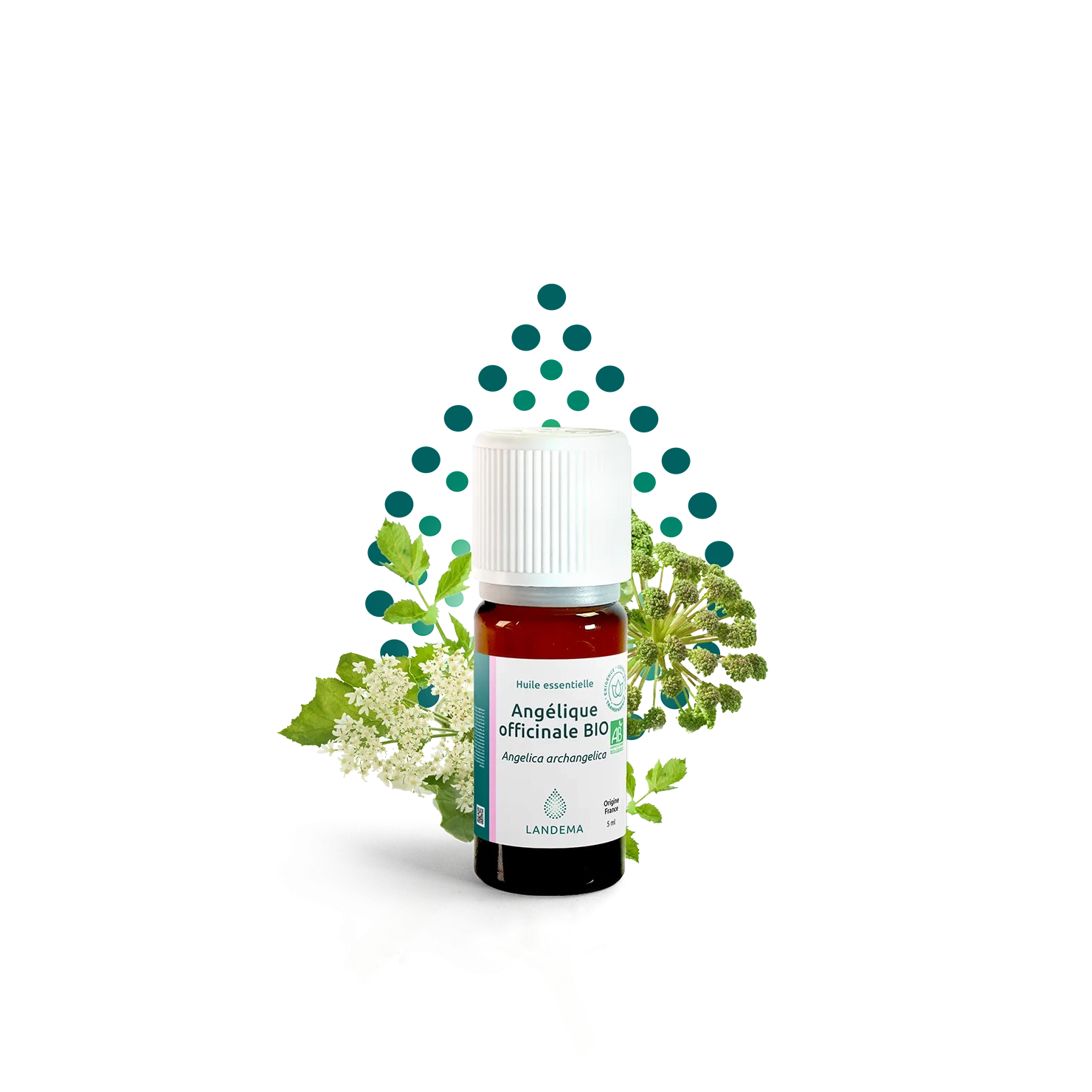 Angelica ORG