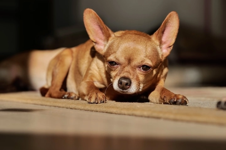 Huiles essentielles chiens et chats