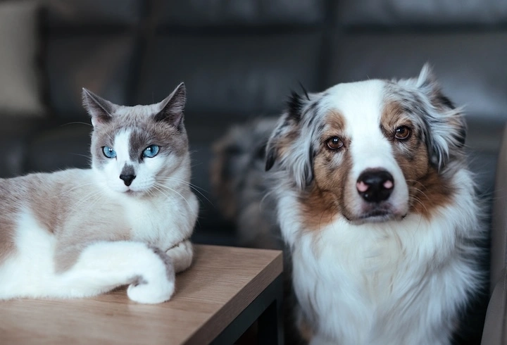 Huiles essentielles chiens et chats