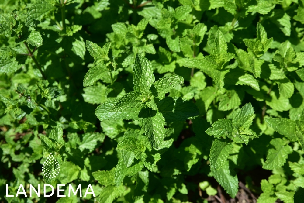 Cornmint ORG