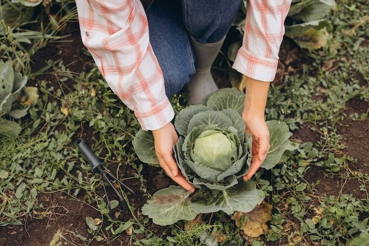 Extraits vegetaux en agriculture bio