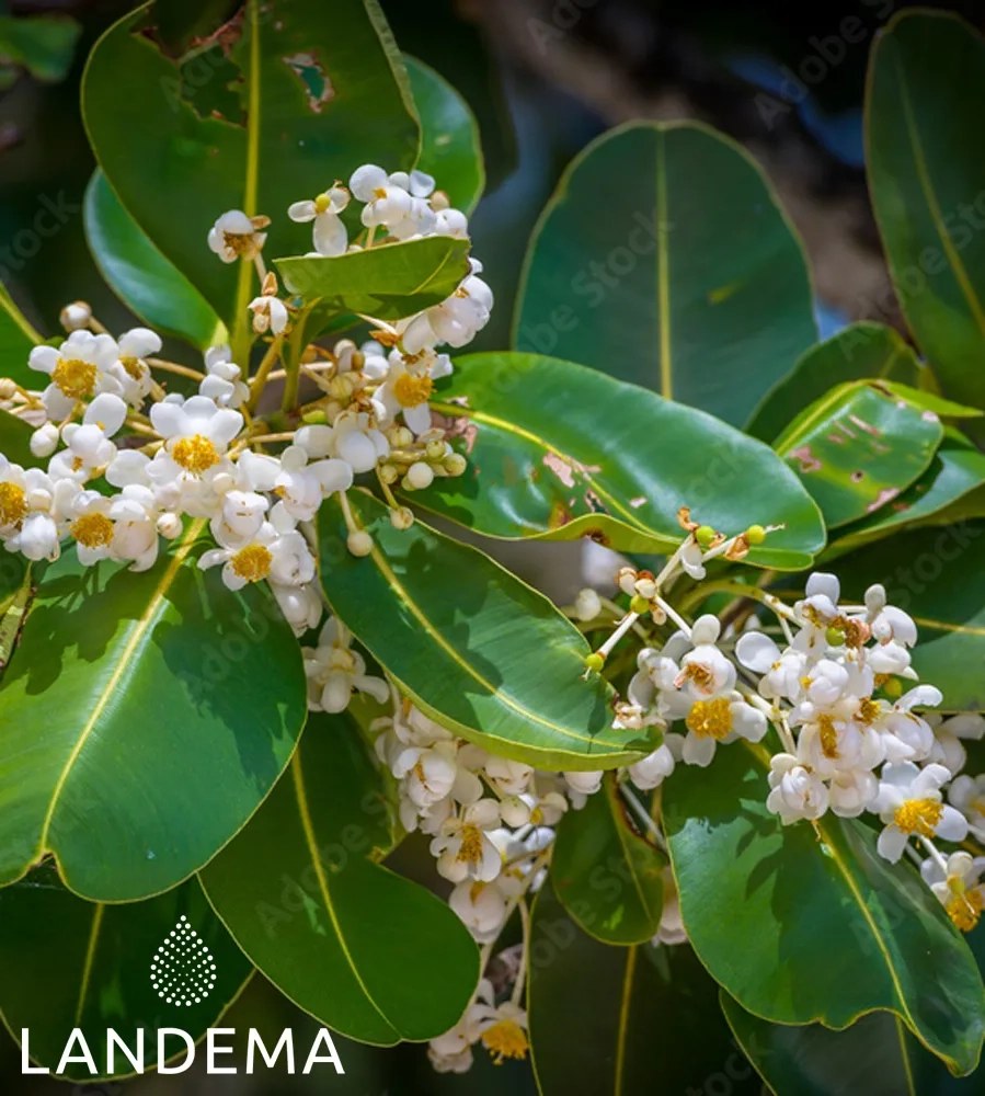 Calophylle (Tamanu) BIO COS