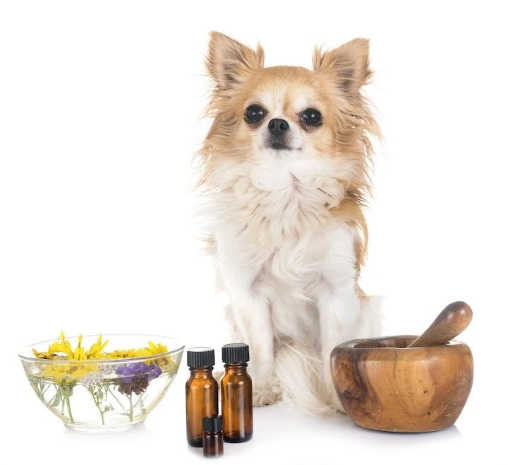 Essential oils for dogs and cats