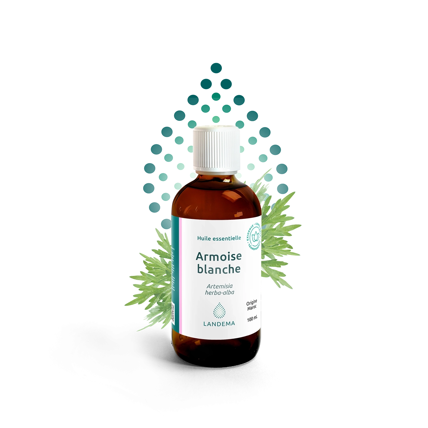 Armoise blanche