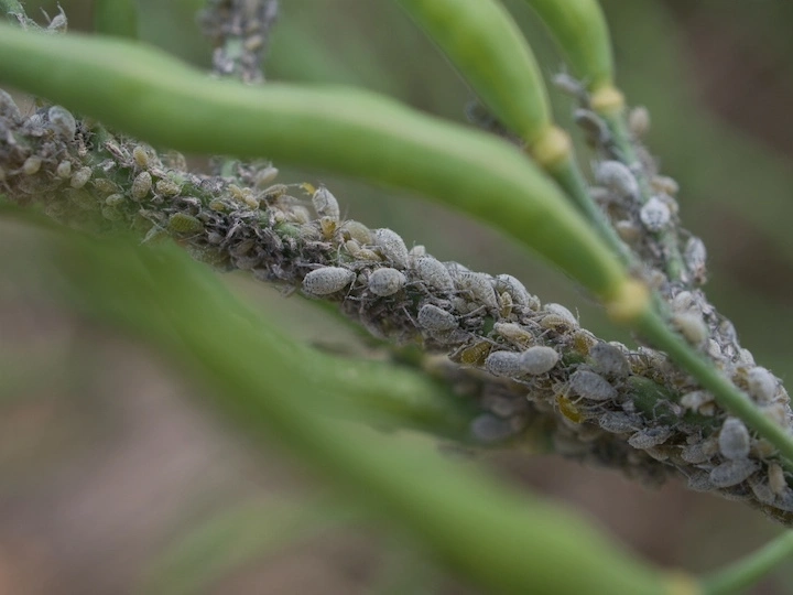 Essential oils for organic harvests