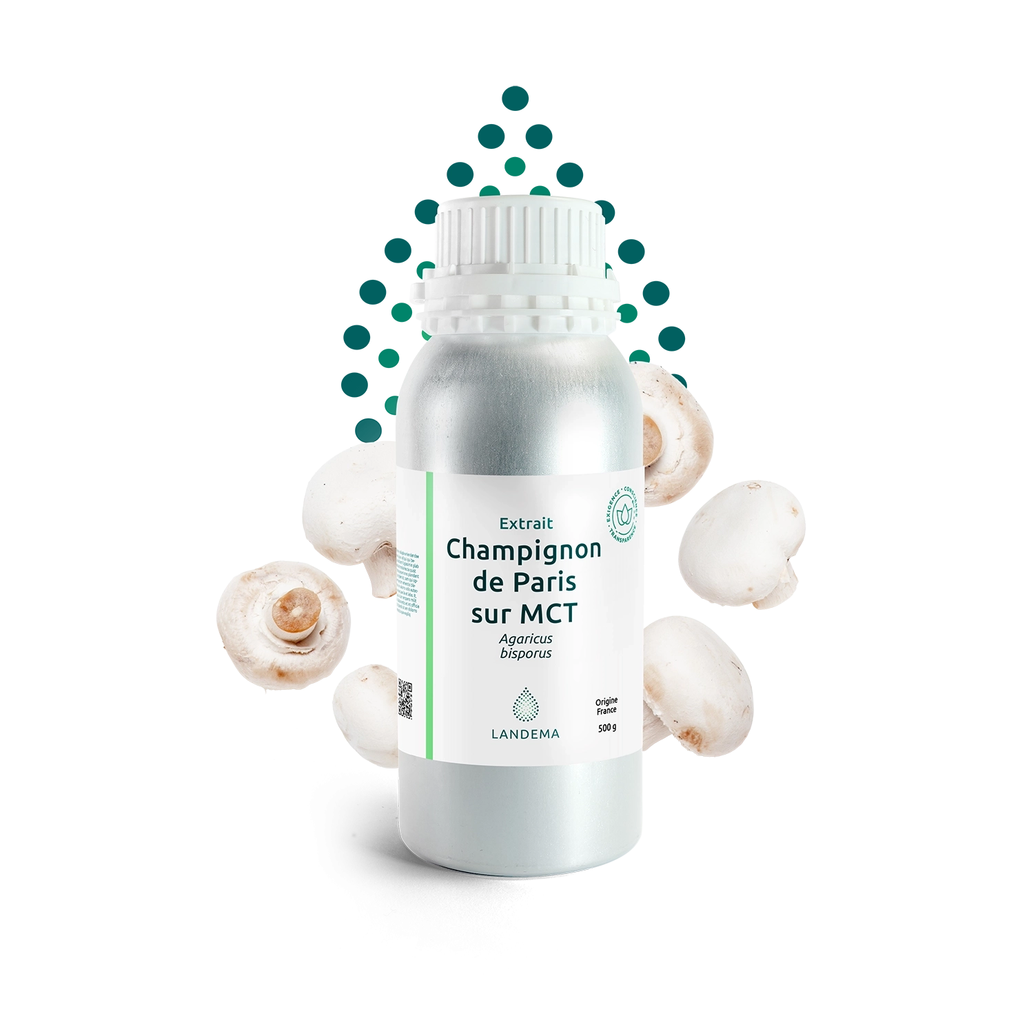 Champignon de Paris sur MCT