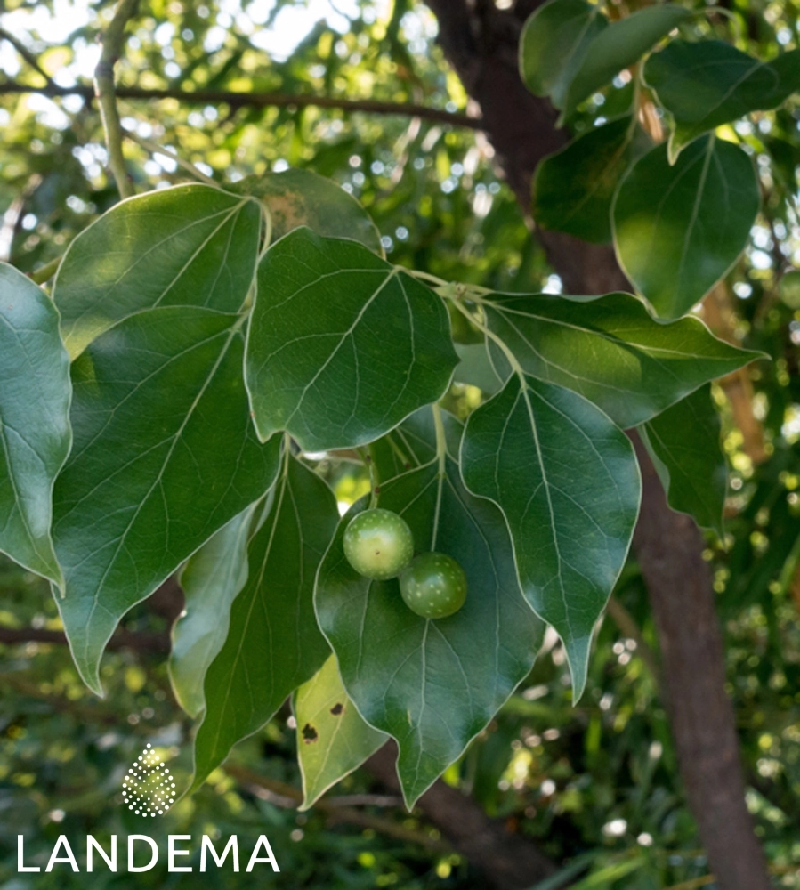 Bois de Hô linalol BIO
