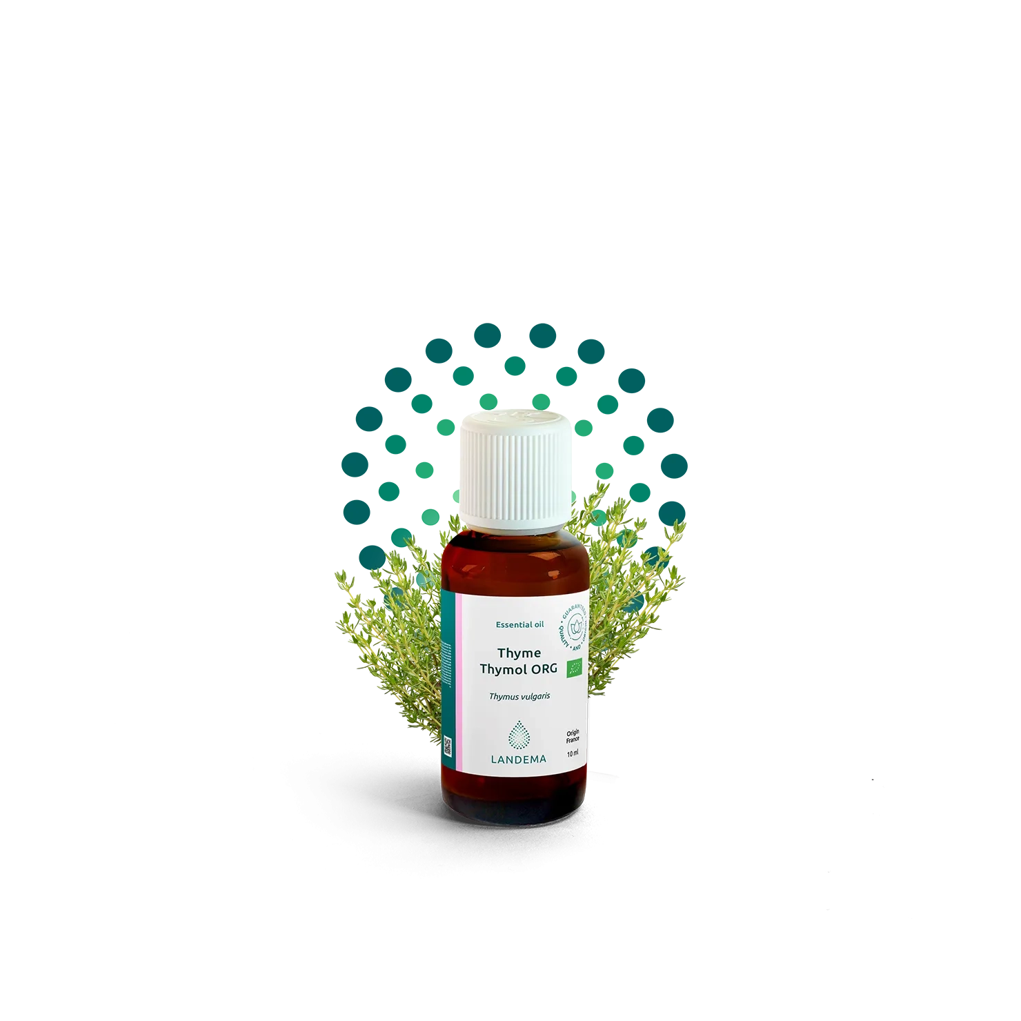 Thyme thymol ORG