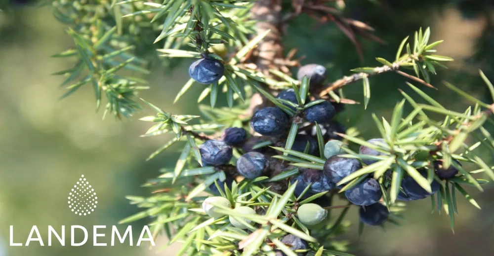 Juniper berries