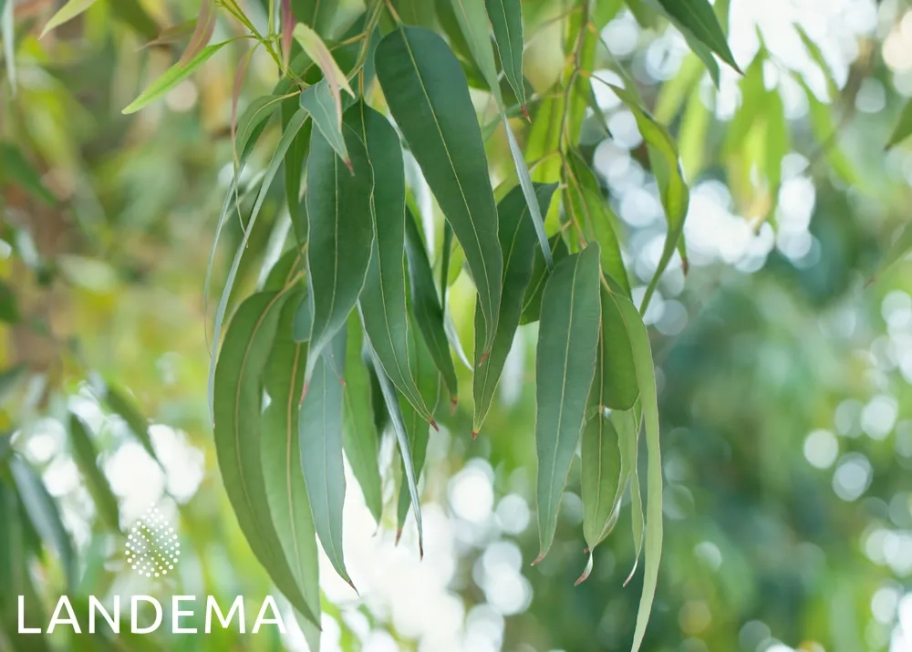 Eucalyptus globulus ORG