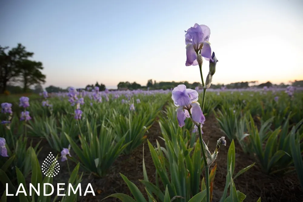 Orris butter 20% irone