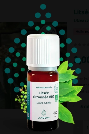 Verveine exotique