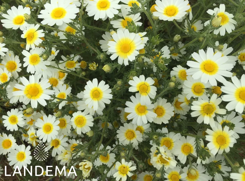 Camomille Romaine Bio COSMOS