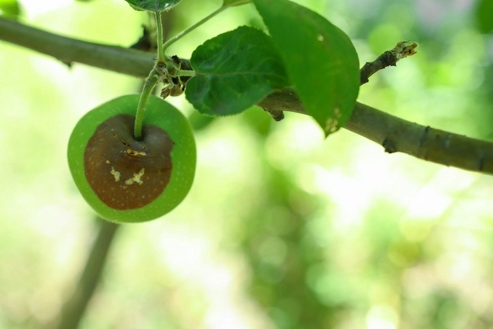 Essential oils for organic harvests