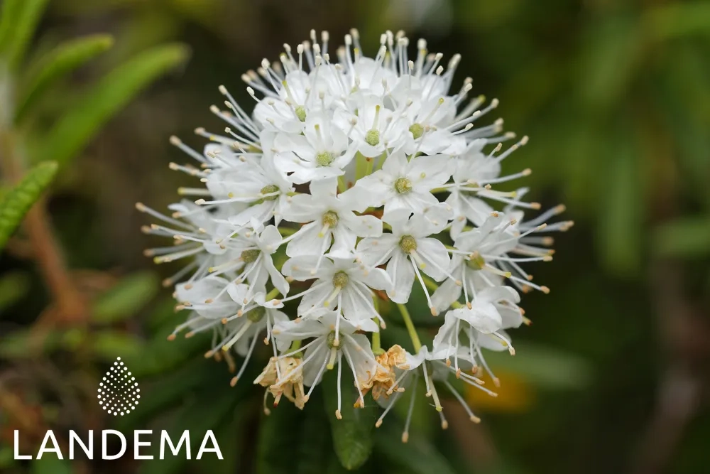 Labrador tea ORG