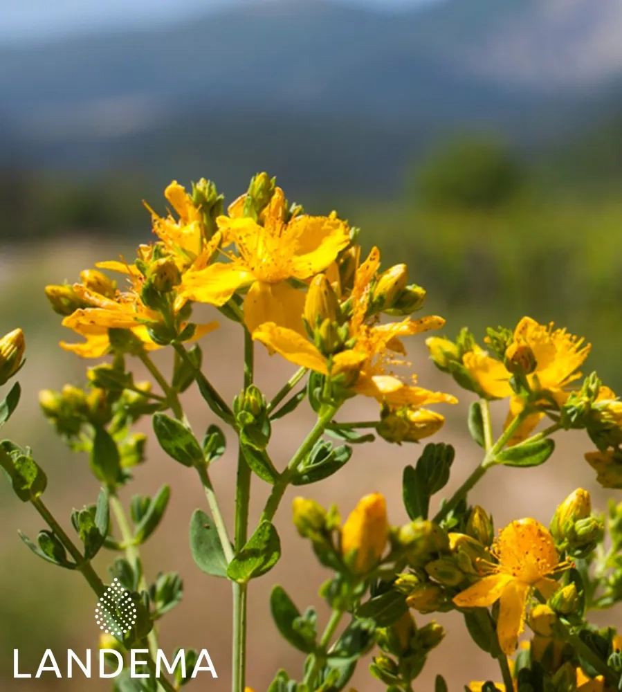 St John's Wort on olive ORG