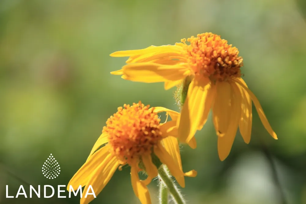 Arnica on sunflower ORG