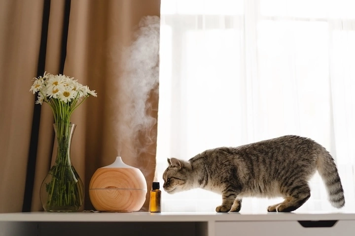 Essential oils for dogs and cats