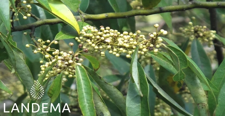 Verveine odorante ou exotique