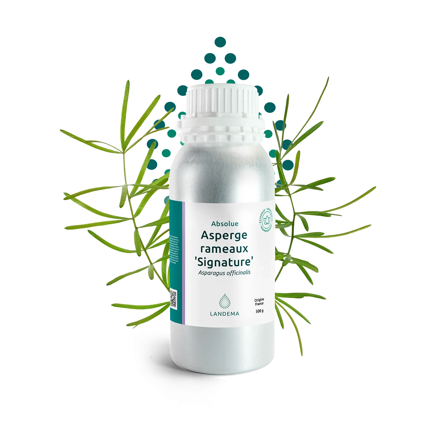 Asperge rameaux 'Signature'