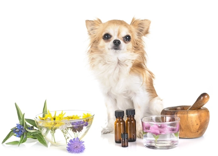 Essential oils for animals