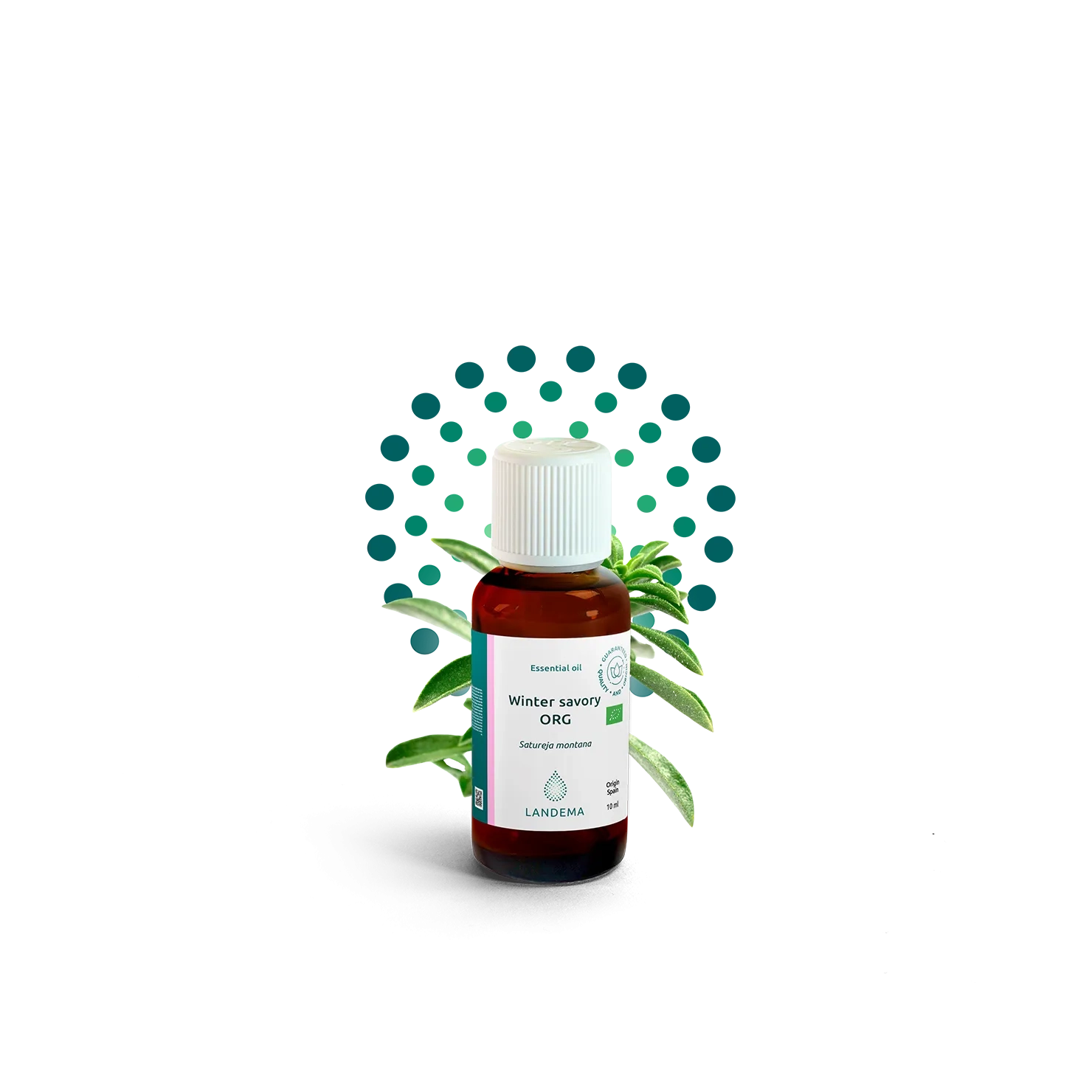 Winter savory ORG