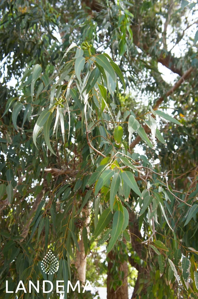 Lemon eucalyptus ORG