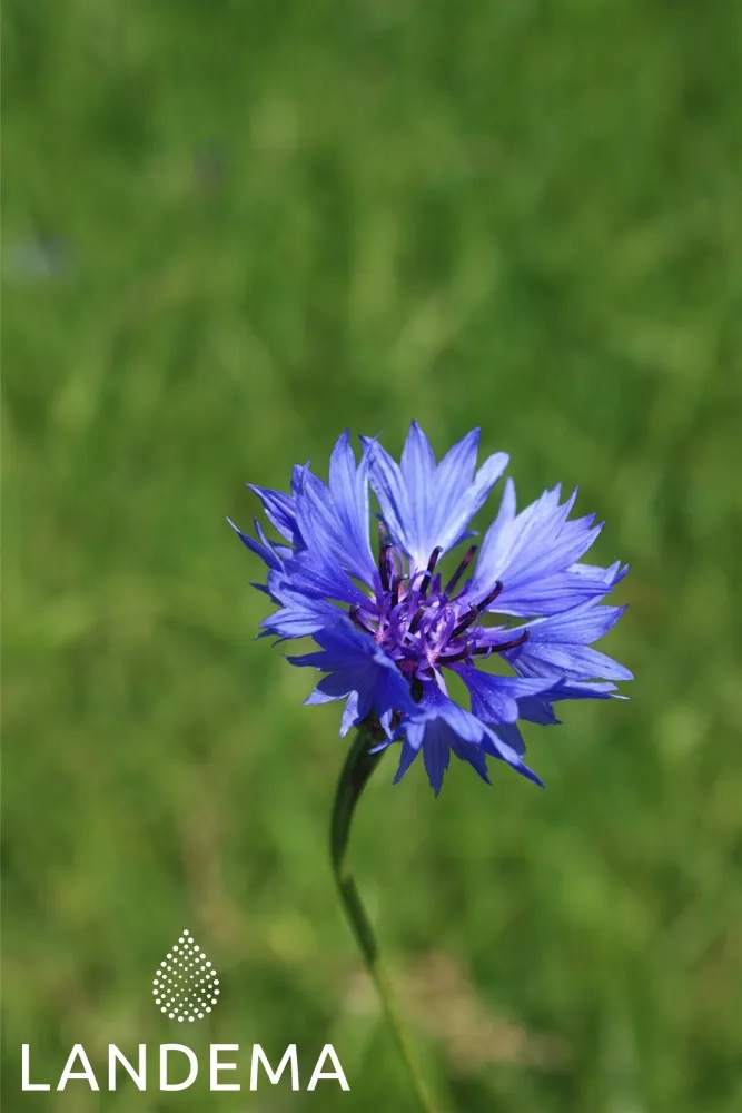 Cornflower COSMOS