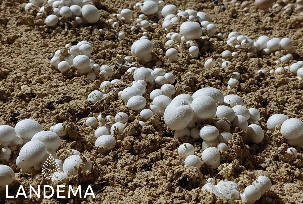 Champignon de Paris sur MCT