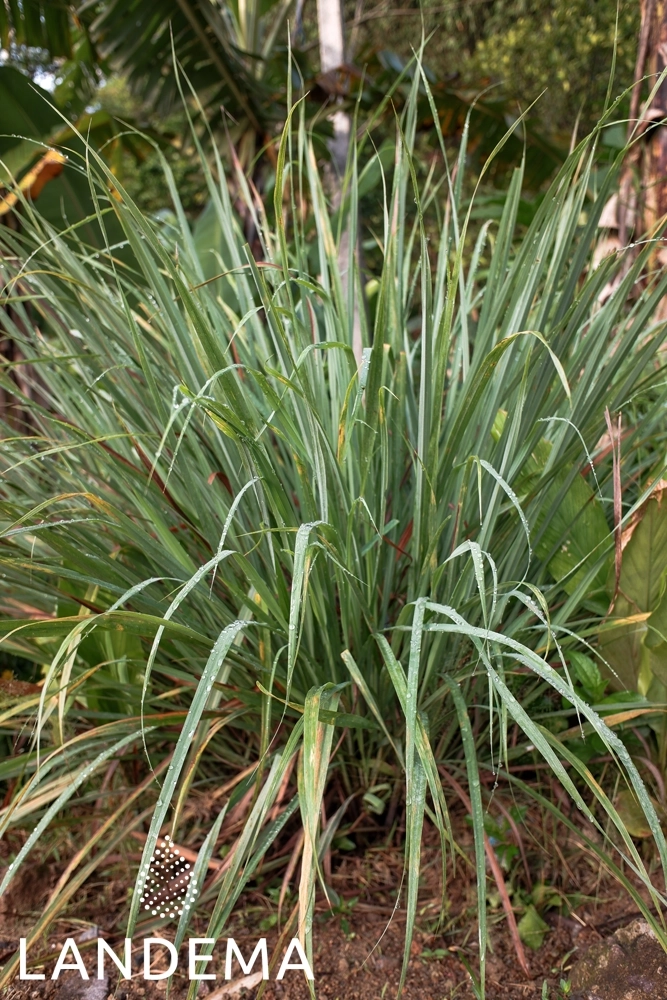 Lemongrass ORG FFL