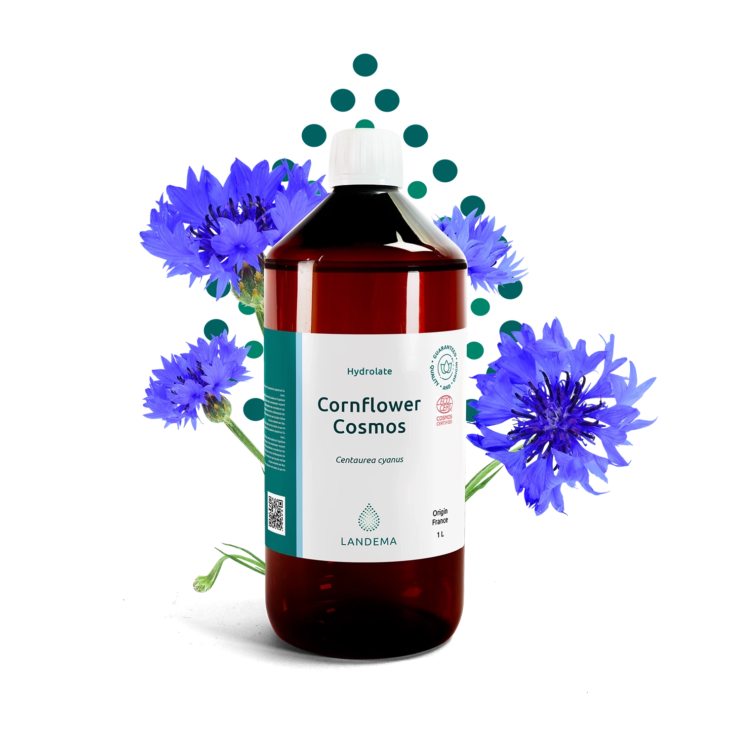 Cornflower COSMOS