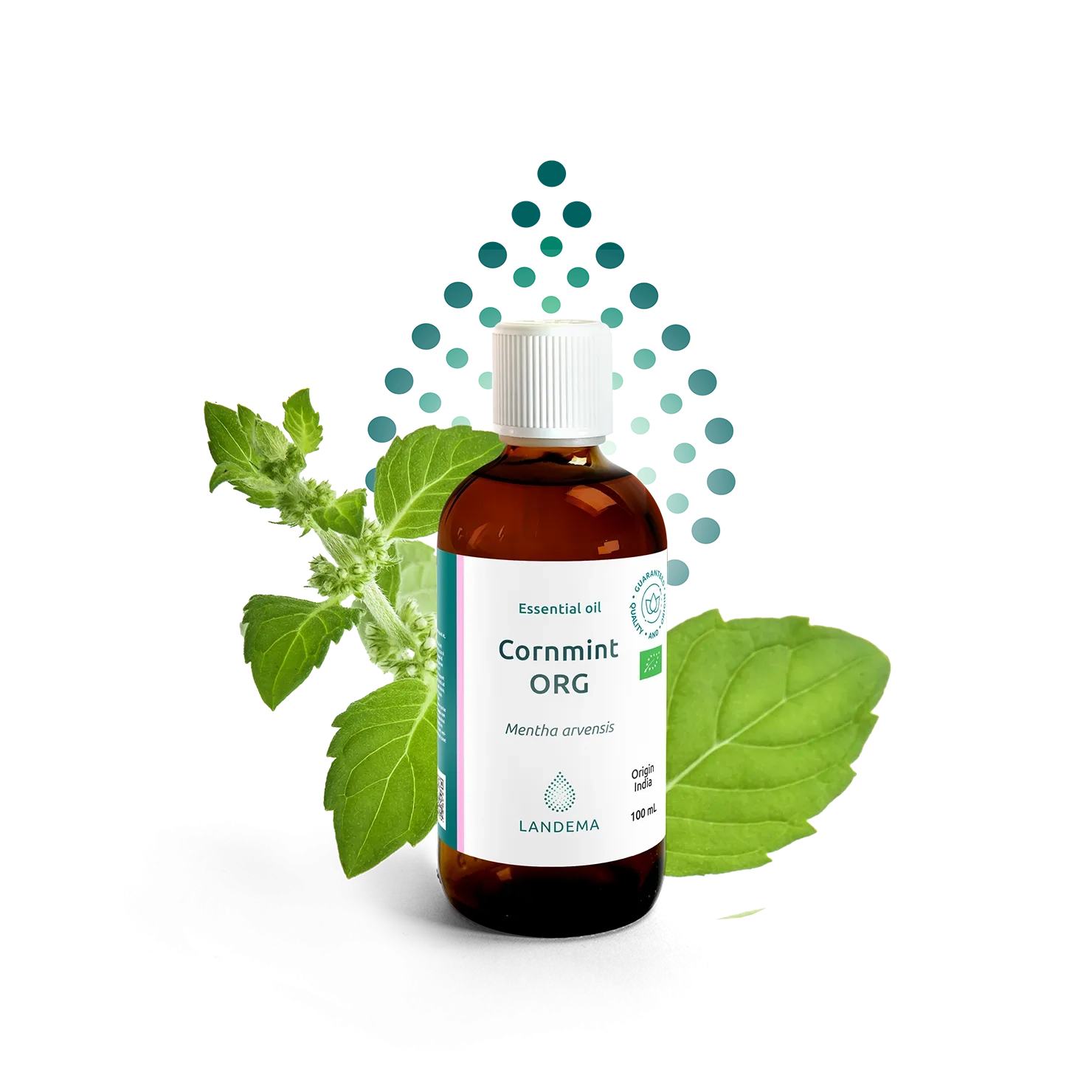 Cornmint ORG