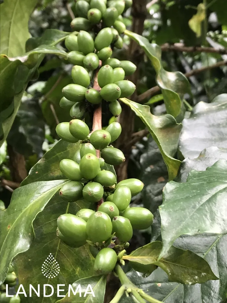 Macadamia