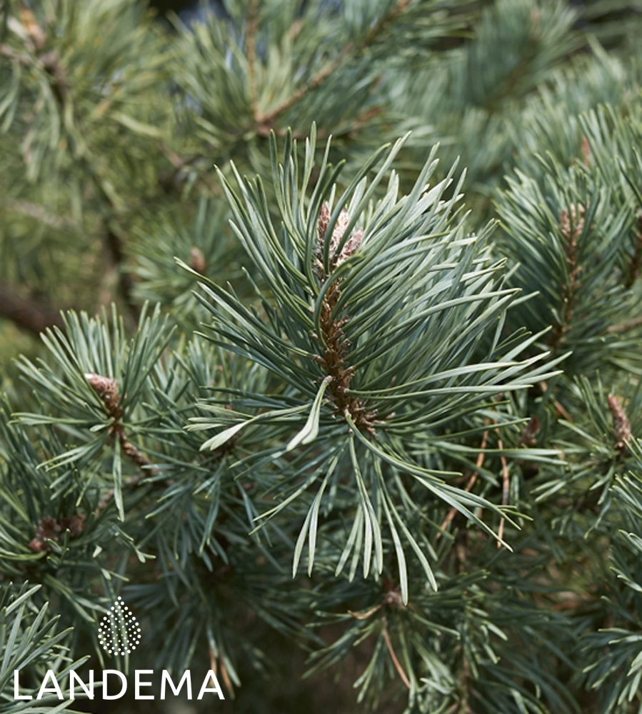 Scotch pine ORG