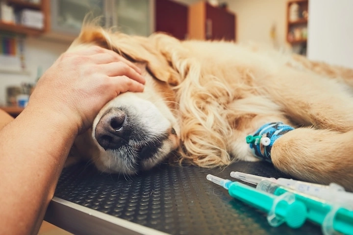 Essential oils for cats and dogs