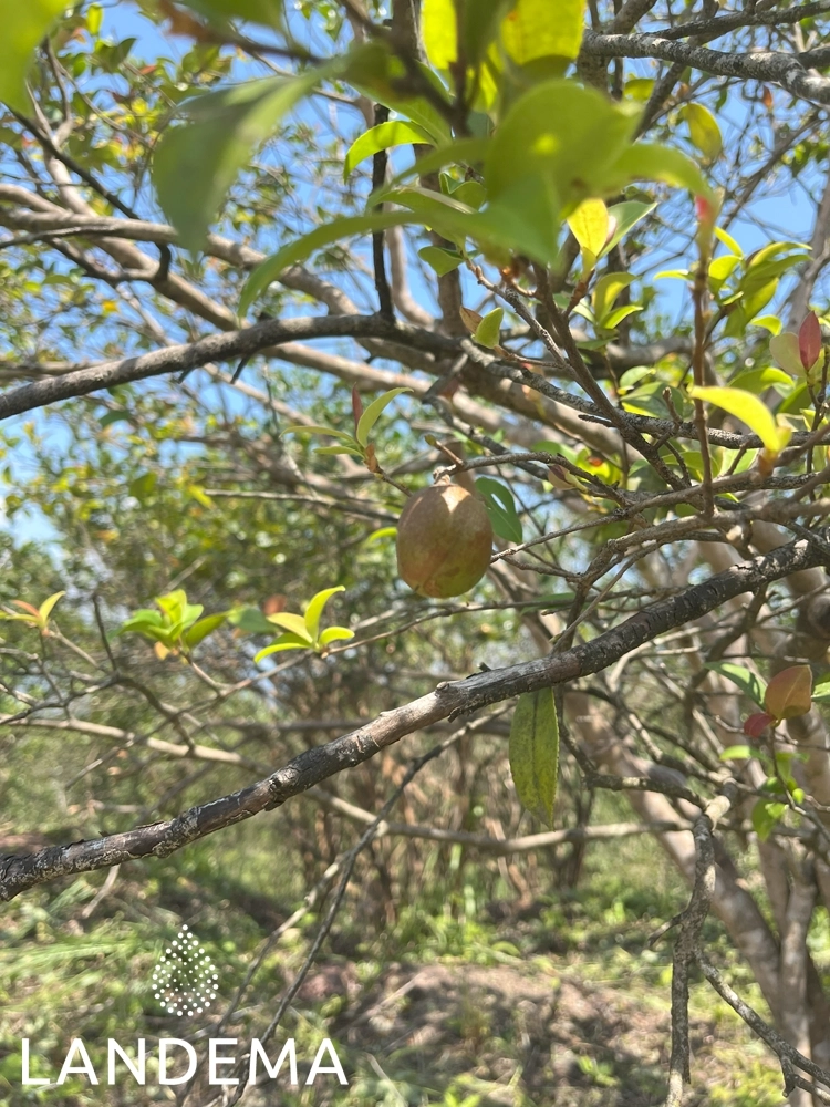 Camelia raffinée bio COSMOS