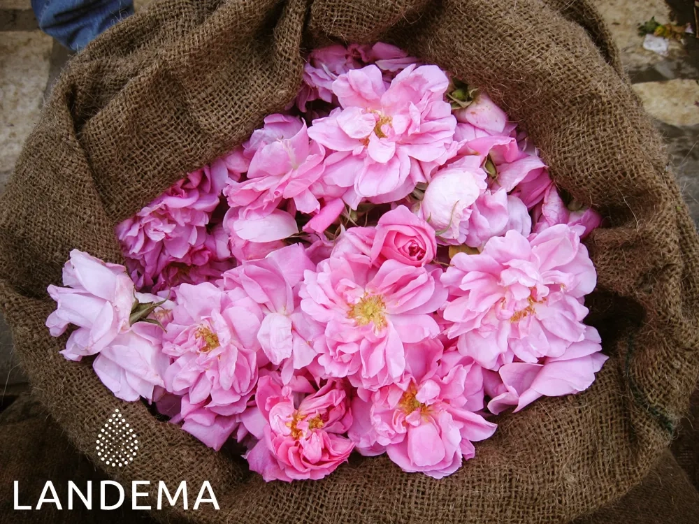 Rose de Damas Bio COSMOS