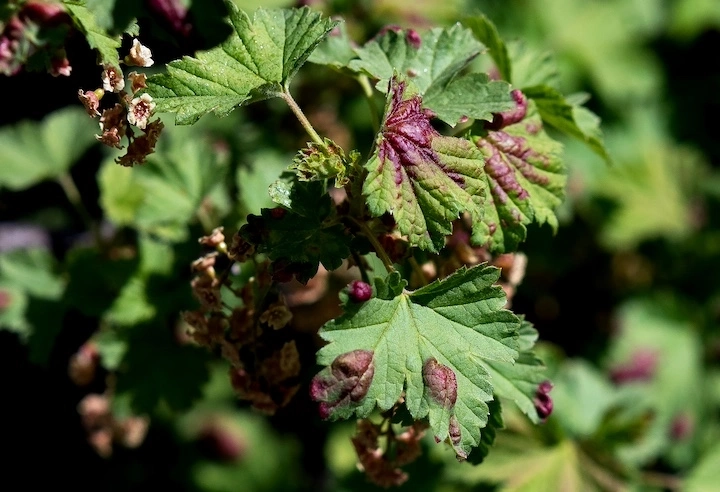 Essential oils for organic harvests