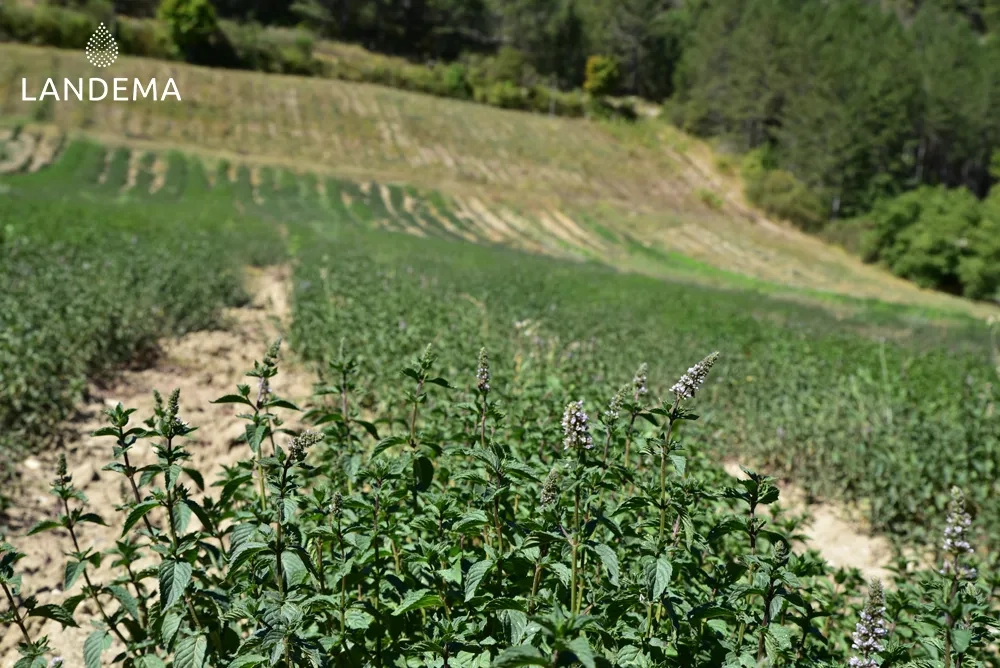 Menthe Poivrée BIO