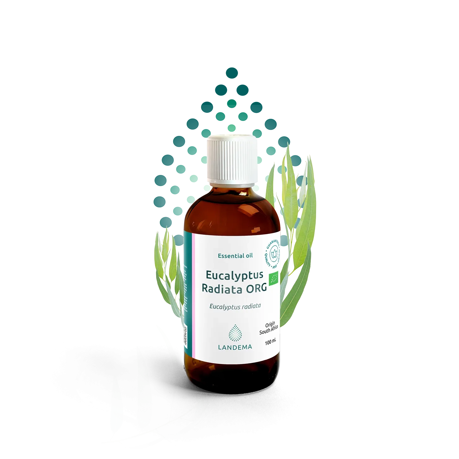 Eucalyptus radiata ORG
